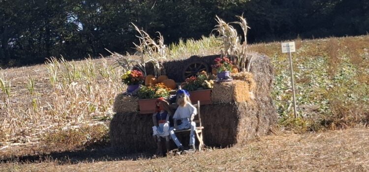 Kürbisse auf freiem Feld von Familie Schneider vom Zollstockhof Kürbisse auf freiem Feld von Familie Schneider vom Zollstockhof